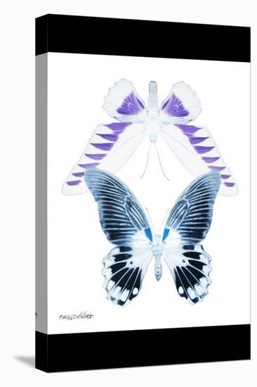 Miss Butterfly Duo Brookagenor II - X-Ray B&W Edition-Philippe Hugonnard-Stretched Canvas