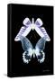 Miss Butterfly Duo Brookagenor II - X-Ray Black Edition-Philippe Hugonnard-Framed Stretched Canvas