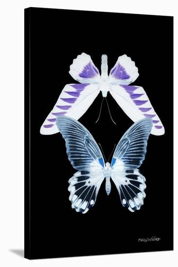 Miss Butterfly Duo Brookagenor II - X-Ray Black Edition-Philippe Hugonnard-Stretched Canvas