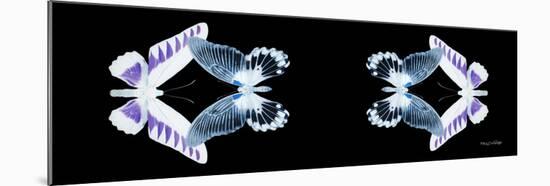 Miss Butterfly Duo Brookagenor Pan - X-Ray Black Edition II-Philippe Hugonnard-Mounted Photographic Print