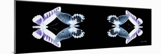 Miss Butterfly Duo Brookagenor Pan - X-Ray Black Edition II-Philippe Hugonnard-Mounted Photographic Print