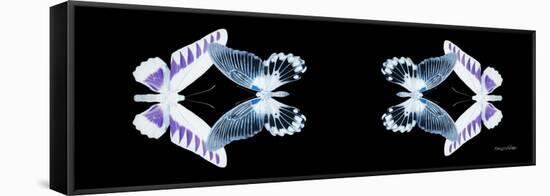 Miss Butterfly Duo Brookagenor Pan - X-Ray Black Edition II-Philippe Hugonnard-Framed Stretched Canvas