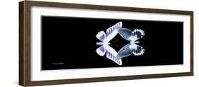 Miss Butterfly Duo Brookagenor Pan - X-Ray Black Edition-Philippe Hugonnard-Framed Photographic Print