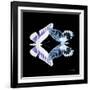 Miss Butterfly Duo Brookagenor Sq - X-Ray Black Edition-Philippe Hugonnard-Framed Photographic Print