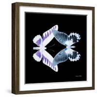 Miss Butterfly Duo Brookagenor Sq - X-Ray Black Edition-Philippe Hugonnard-Framed Photographic Print