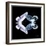 Miss Butterfly Duo Brookagenor Sq - X-Ray Black Edition-Philippe Hugonnard-Framed Photographic Print