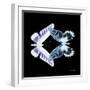 Miss Butterfly Duo Brookagenor Sq - X-Ray Black Edition-Philippe Hugonnard-Framed Photographic Print