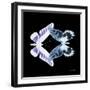 Miss Butterfly Duo Brookagenor Sq - X-Ray Black Edition-Philippe Hugonnard-Framed Photographic Print