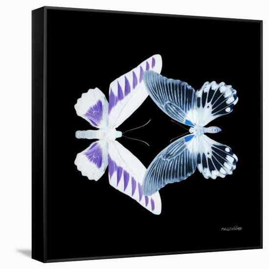 Miss Butterfly Duo Brookagenor Sq - X-Ray Black Edition-Philippe Hugonnard-Framed Stretched Canvas