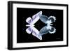 Miss Butterfly Duo Brookagenor - X-Ray Black Edition-Philippe Hugonnard-Framed Photographic Print