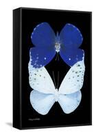 Miss Butterfly Duo Catoploea II - X-Ray Black Edition-Philippe Hugonnard-Framed Stretched Canvas