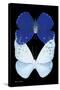 Miss Butterfly Duo Catoploea II - X-Ray Black Edition-Philippe Hugonnard-Stretched Canvas