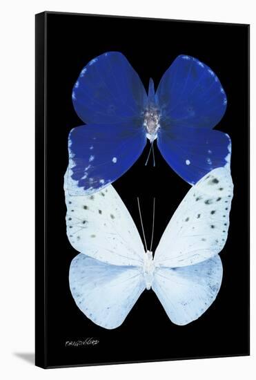 Miss Butterfly Duo Catoploea II - X-Ray Black Edition-Philippe Hugonnard-Framed Stretched Canvas