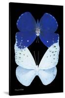 Miss Butterfly Duo Catoploea II - X-Ray Black Edition-Philippe Hugonnard-Stretched Canvas