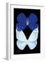 Miss Butterfly Duo Catoploea II - X-Ray Black Edition-Philippe Hugonnard-Framed Photographic Print