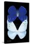 Miss Butterfly Duo Catoploea II - X-Ray Black Edition-Philippe Hugonnard-Stretched Canvas