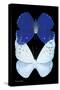 Miss Butterfly Duo Catoploea II - X-Ray Black Edition-Philippe Hugonnard-Stretched Canvas