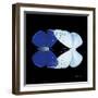 Miss Butterfly Duo Catoploea Sq - X-Ray Black Edition-Philippe Hugonnard-Framed Photographic Print