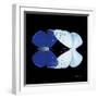 Miss Butterfly Duo Catoploea Sq - X-Ray Black Edition-Philippe Hugonnard-Framed Photographic Print