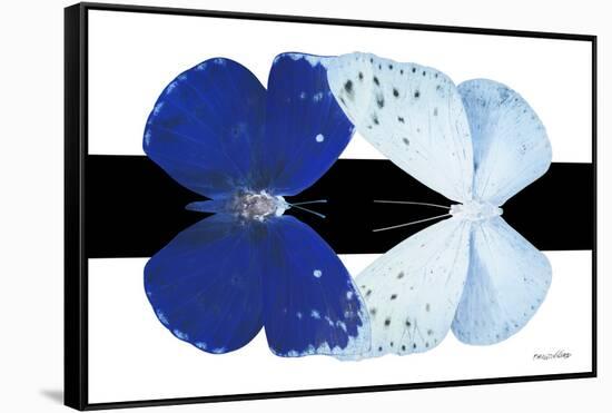 Miss Butterfly Duo Catoploea - X-Ray B&W Edition-Philippe Hugonnard-Framed Stretched Canvas