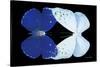 Miss Butterfly Duo Catoploea - X-Ray Black Edition-Philippe Hugonnard-Stretched Canvas