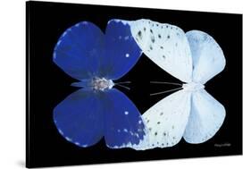 Miss Butterfly Duo Catoploea - X-Ray Black Edition-Philippe Hugonnard-Stretched Canvas