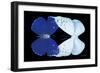 Miss Butterfly Duo Catoploea - X-Ray Black Edition-Philippe Hugonnard-Framed Photographic Print