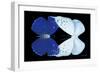 Miss Butterfly Duo Catoploea - X-Ray Black Edition-Philippe Hugonnard-Framed Photographic Print