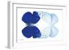 Miss Butterfly Duo Catoploea - X-Ray White Edition-Philippe Hugonnard-Framed Photographic Print