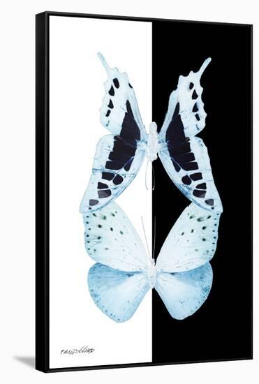 Miss Butterfly Duo Cloanthaea II - X-Ray B&W Edition-Philippe Hugonnard-Framed Stretched Canvas