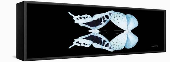 Miss Butterfly Duo Cloanthaea Pan - X-Ray Black Edition-Philippe Hugonnard-Framed Stretched Canvas