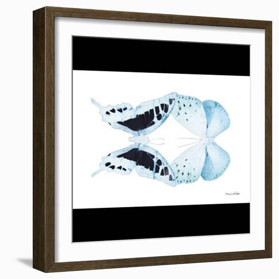 Miss Butterfly Duo Cloanthaea Sq - X-Ray B&W Edition-Philippe Hugonnard-Framed Photographic Print