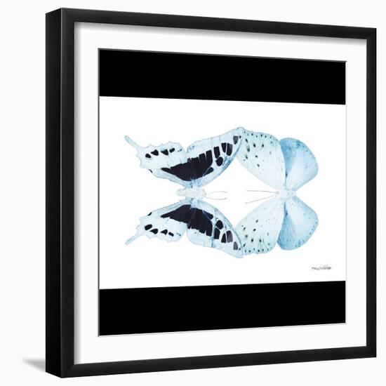 Miss Butterfly Duo Cloanthaea Sq - X-Ray B&W Edition-Philippe Hugonnard-Framed Photographic Print
