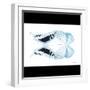 Miss Butterfly Duo Cloanthaea Sq - X-Ray B&W Edition-Philippe Hugonnard-Framed Photographic Print