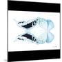 Miss Butterfly Duo Cloanthaea Sq - X-Ray B&W Edition-Philippe Hugonnard-Mounted Photographic Print