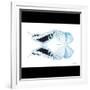 Miss Butterfly Duo Cloanthaea Sq - X-Ray B&W Edition-Philippe Hugonnard-Framed Photographic Print