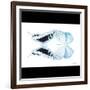 Miss Butterfly Duo Cloanthaea Sq - X-Ray B&W Edition-Philippe Hugonnard-Framed Photographic Print