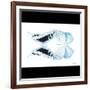 Miss Butterfly Duo Cloanthaea Sq - X-Ray B&W Edition-Philippe Hugonnard-Framed Photographic Print