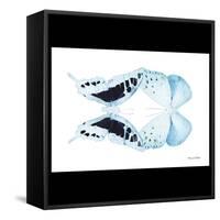 Miss Butterfly Duo Cloanthaea Sq - X-Ray B&W Edition-Philippe Hugonnard-Framed Stretched Canvas