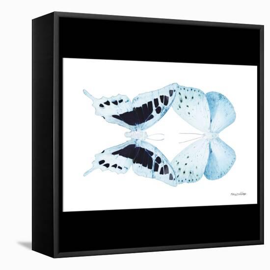 Miss Butterfly Duo Cloanthaea Sq - X-Ray B&W Edition-Philippe Hugonnard-Framed Stretched Canvas