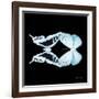Miss Butterfly Duo Cloanthaea Sq - X-Ray Black Edition-Philippe Hugonnard-Framed Photographic Print