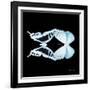 Miss Butterfly Duo Cloanthaea Sq - X-Ray Black Edition-Philippe Hugonnard-Framed Photographic Print