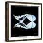 Miss Butterfly Duo Cloanthaea Sq - X-Ray Black Edition-Philippe Hugonnard-Framed Photographic Print