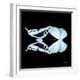 Miss Butterfly Duo Cloanthaea Sq - X-Ray Black Edition-Philippe Hugonnard-Framed Photographic Print