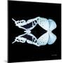 Miss Butterfly Duo Cloanthaea Sq - X-Ray Black Edition-Philippe Hugonnard-Mounted Photographic Print
