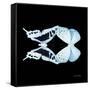 Miss Butterfly Duo Cloanthaea Sq - X-Ray Black Edition-Philippe Hugonnard-Framed Stretched Canvas