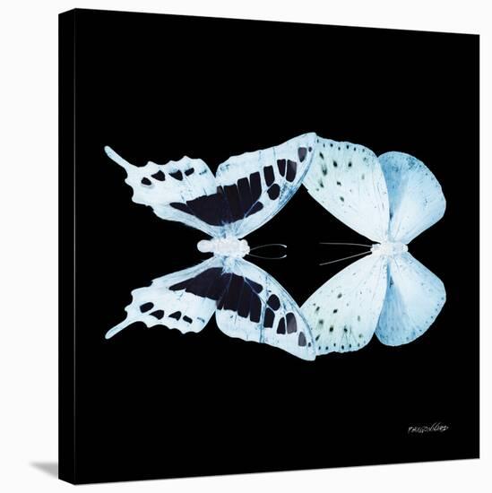 Miss Butterfly Duo Cloanthaea Sq - X-Ray Black Edition-Philippe Hugonnard-Stretched Canvas