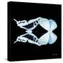 Miss Butterfly Duo Cloanthaea Sq - X-Ray Black Edition-Philippe Hugonnard-Stretched Canvas