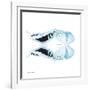 Miss Butterfly Duo Cloanthaea Sq - X-Ray White Edition-Philippe Hugonnard-Framed Photographic Print