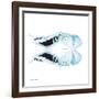 Miss Butterfly Duo Cloanthaea Sq - X-Ray White Edition-Philippe Hugonnard-Framed Photographic Print